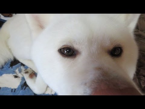 【秋田犬ゆうき】自分のおならを飼い主のせいにして怒り出す【akita dog】