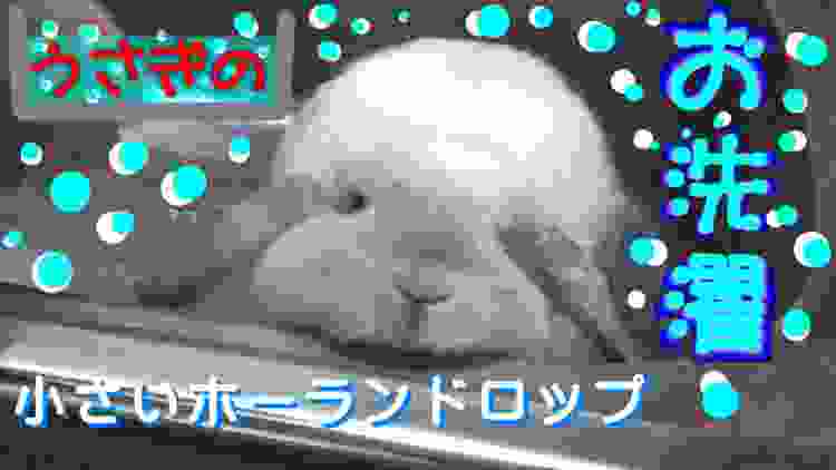 #7【うさぎのお洗濯】(Washing the bunny) ロップイヤー 小さいホーランドロップ ウサギ Holland Lop Rabbit