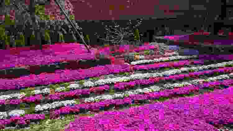 永代供養墓｜春の芝桜庭園樹木葬墓地の様子🌸奈良県速成寺の樹木葬は四季折々の花木に囲まれた関西でも稀有な自然葬墓地です。４月中旬～下旬にかけて芝桜約3500株が満開見頃を迎えます。