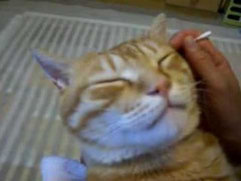 耳かきをされる猫　Ear Cleaning Cat