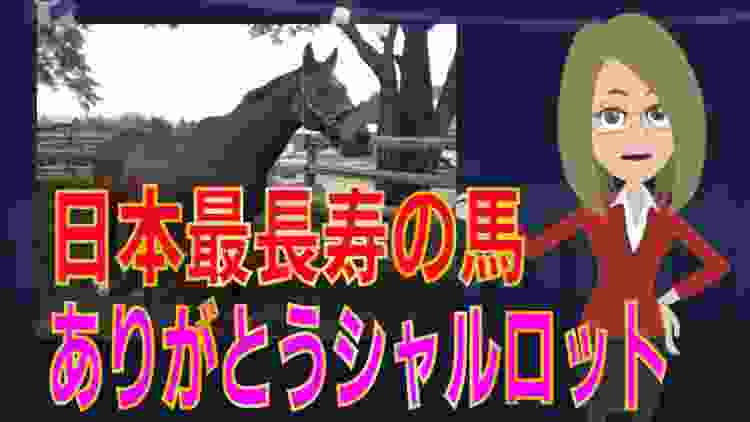 【海外の反応】さよならシャルロット、 40年間生きた馬に外国人も哀惜の意【凄いぞ日本！】
